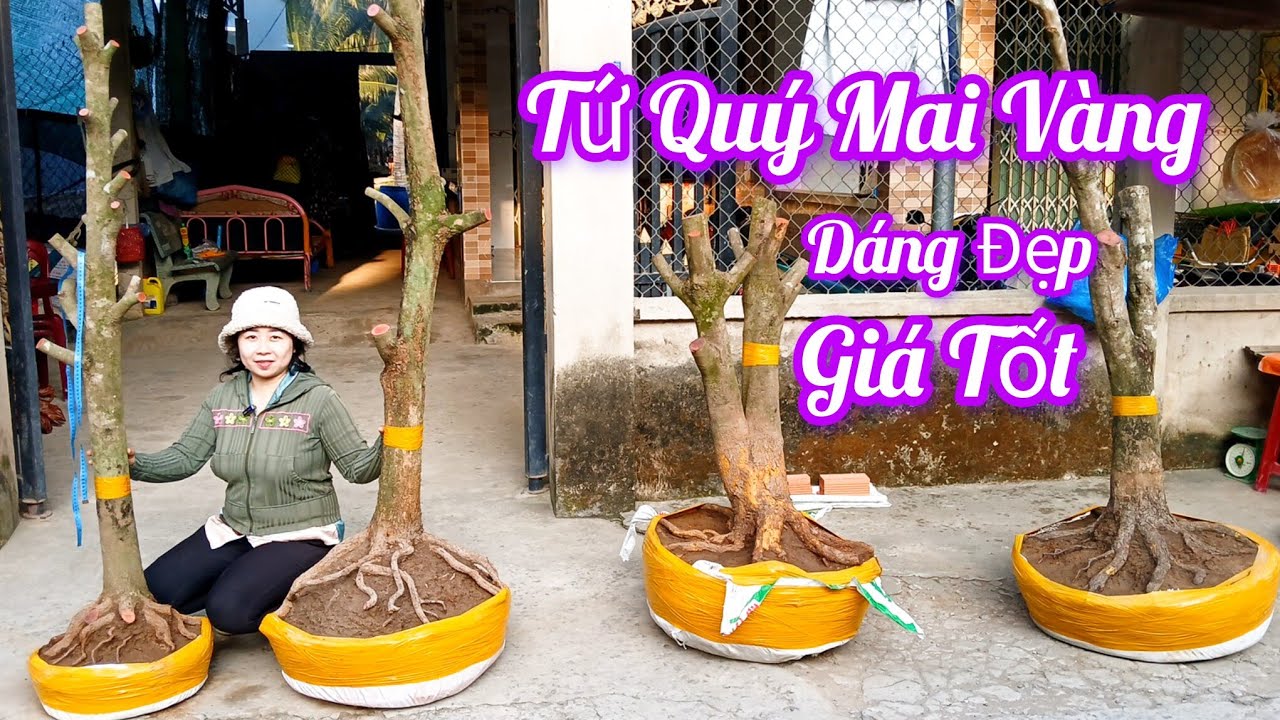 Em Hân ☎️0374816778 Phôi Mai Tứ Quý Hoành To Mai Vàng Giá Tốt Ngày 18/1