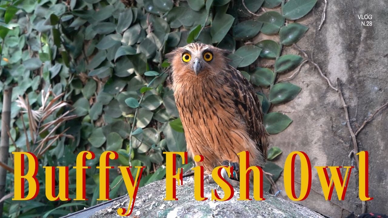 TUTOR BURUNG HANTU, Buffy Fish Owl