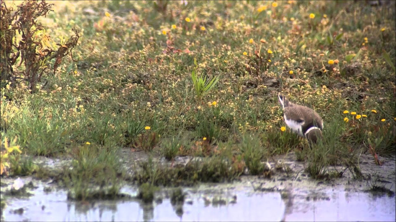 Kleine Plevier / Little Ringed Plover / Charadrius dubius fouraging