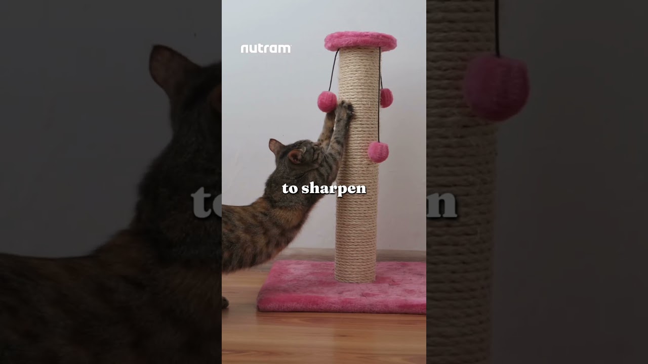 6 Weird Cat Behaviors Explained | Why Your Cat Does This 🐱 #shorts