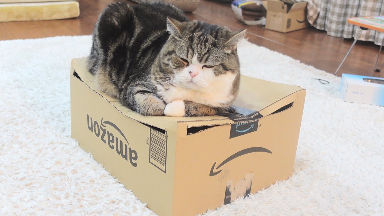 大きなねこの真似をして箱に入ったら閉じ込められた子ねこ。-Kitten Miri imitated Maru and went into the box and was locked in.-