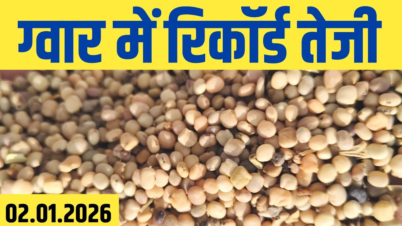 मेड़ता मंडी से ग्वार भाव Live | Gour Bhav Online| Merta Mandi Bhav 02.01.2025