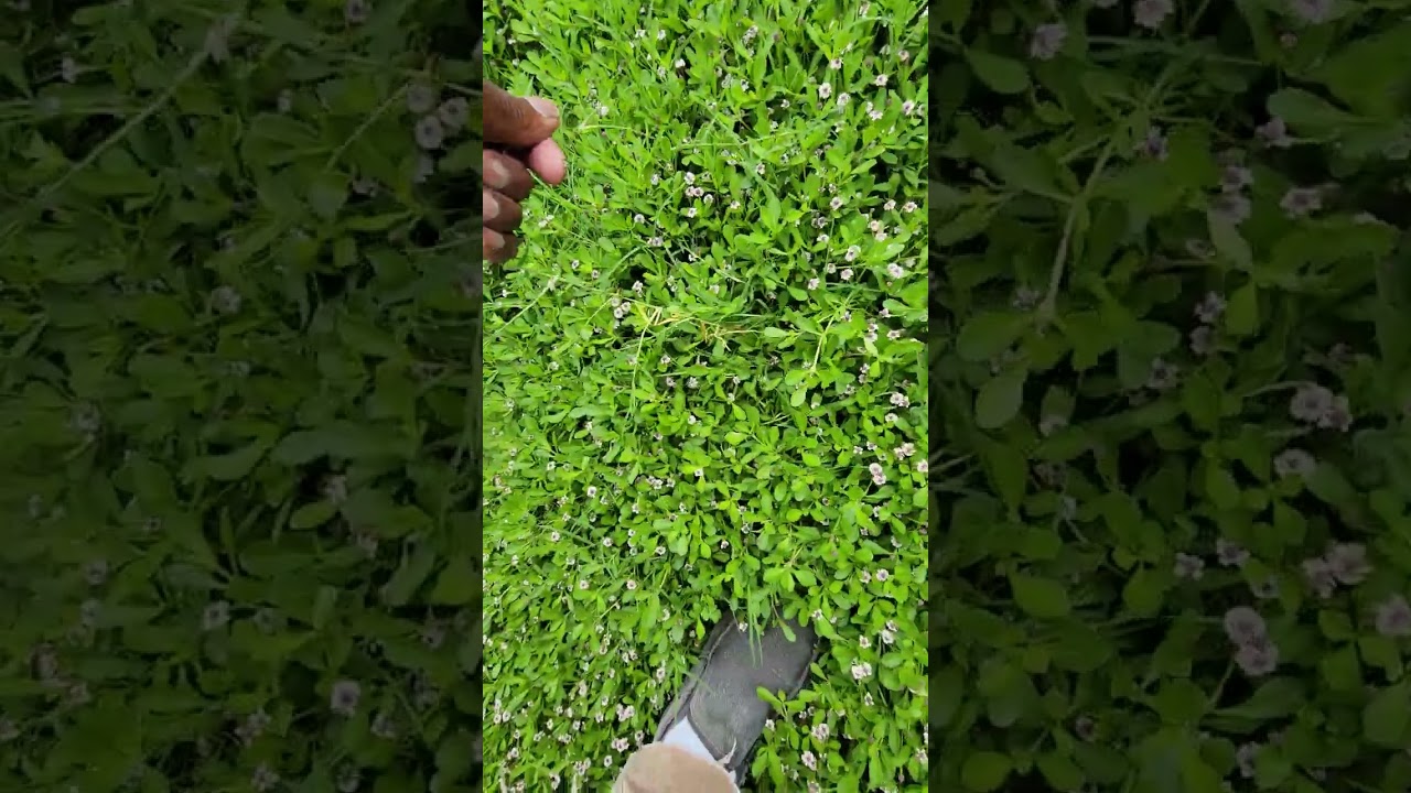 Subsurface Drip Irrigation + Kurapia Utility Groundcover = Water Savings...👍