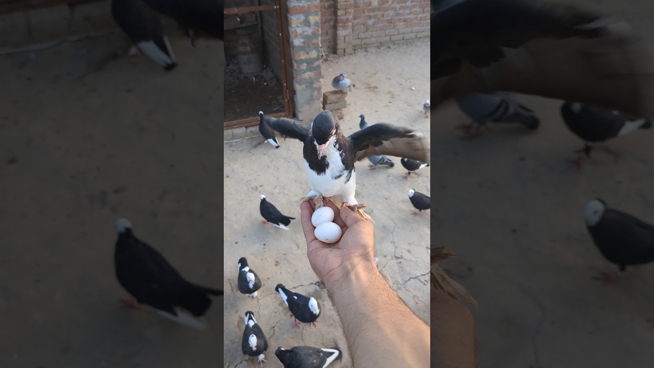 Batao Ya Kis Kabootar Ka Anday Hain Guess Kro &hearts;️ || #shorts #viral #pigeon