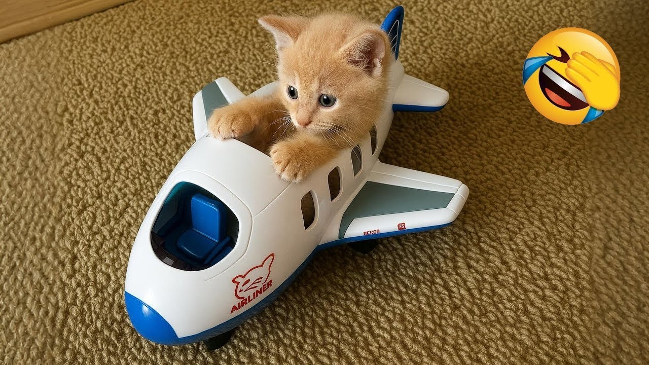 Funniest Cats and Dogs Videos 2025😼🐶Try Not To Laugh😜