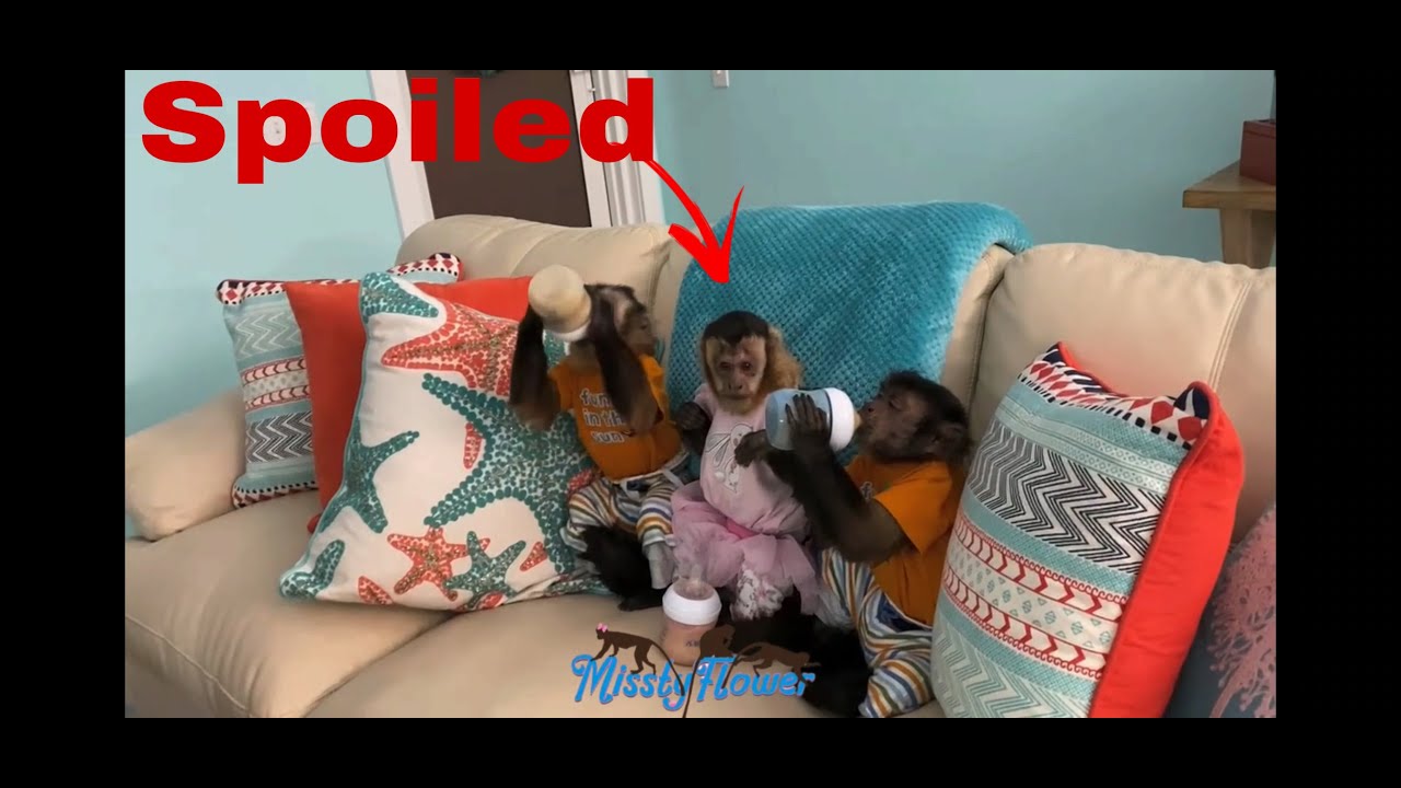 When you live with monkeys!!!...sharing a bit of our night routine with you! 🐒🐒🐒