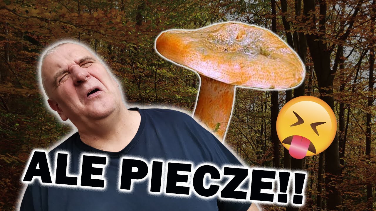 Piekąca przygoda z fałszywym rydzem. Dwóch wielkich ogrodników na grzybach