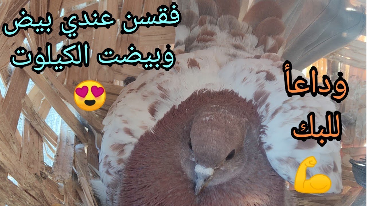 بيضن الكيلوت 😍 علاج البك وداعا للبك (البعوض) 💪وفقسن عدنه افراخ ❤️
