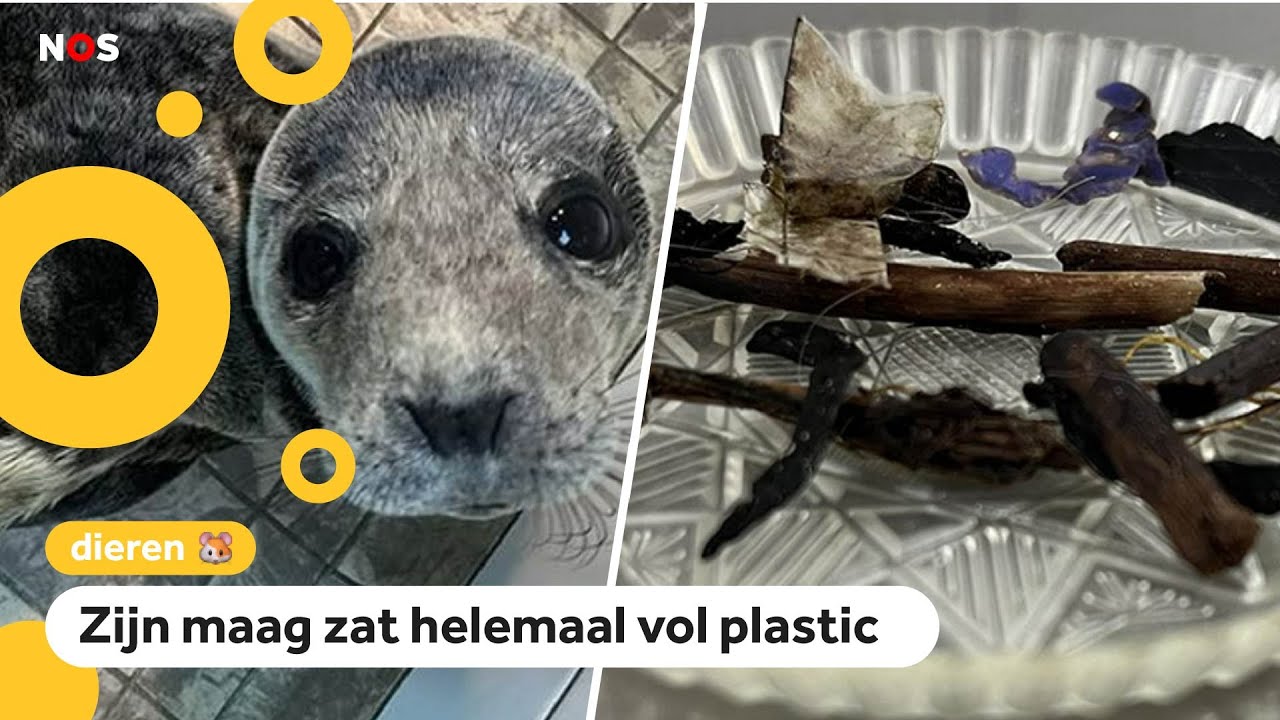 Grote zorgen om zieke zeehond Freek: 'Nooit zoiets gezien'