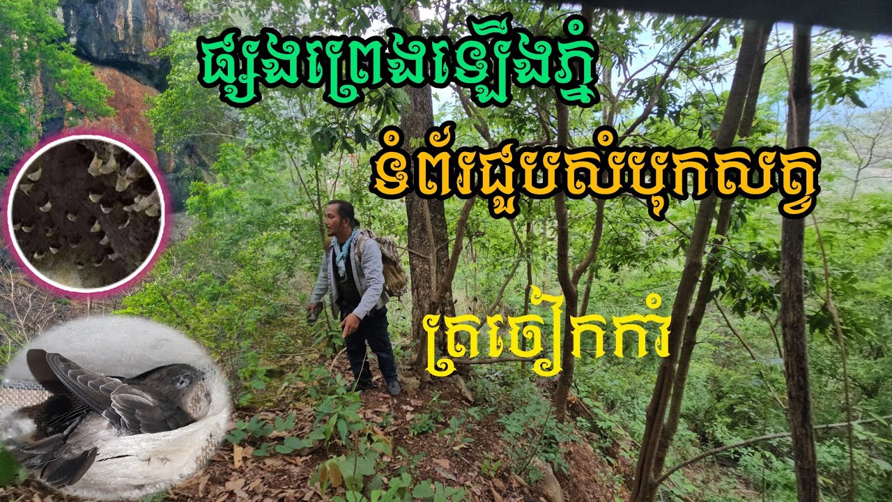 ផ្សងព្រេងឡើងភ្នំទំព័រជួបសំបុកសត្វត្រចៀកកាំ