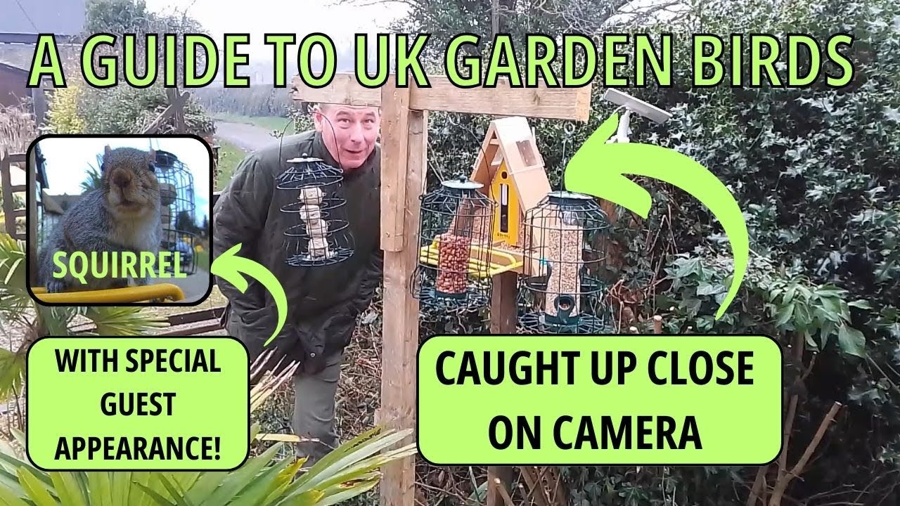 A guide to UK Garden Birds and Birdwatching