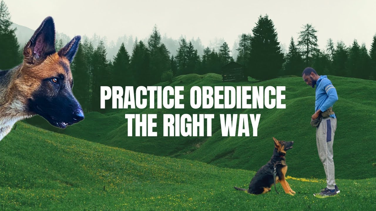 PROPER WAY TO PRACTICE OBEDIENCE WITH YOUR DOG