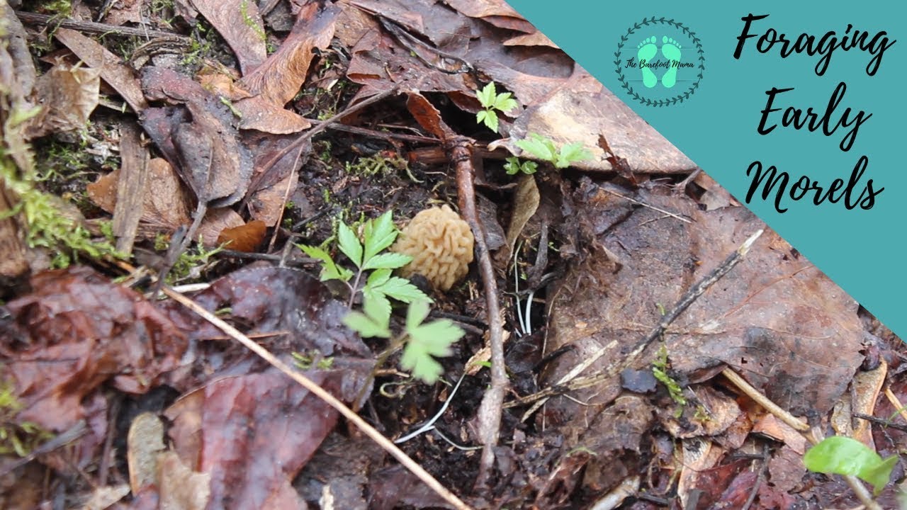 Foraging Early Morels in the PNW
