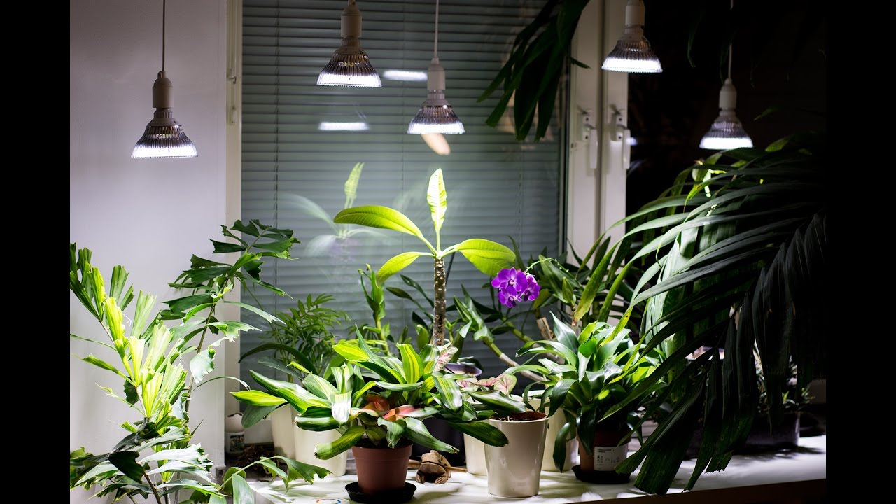 Plant light