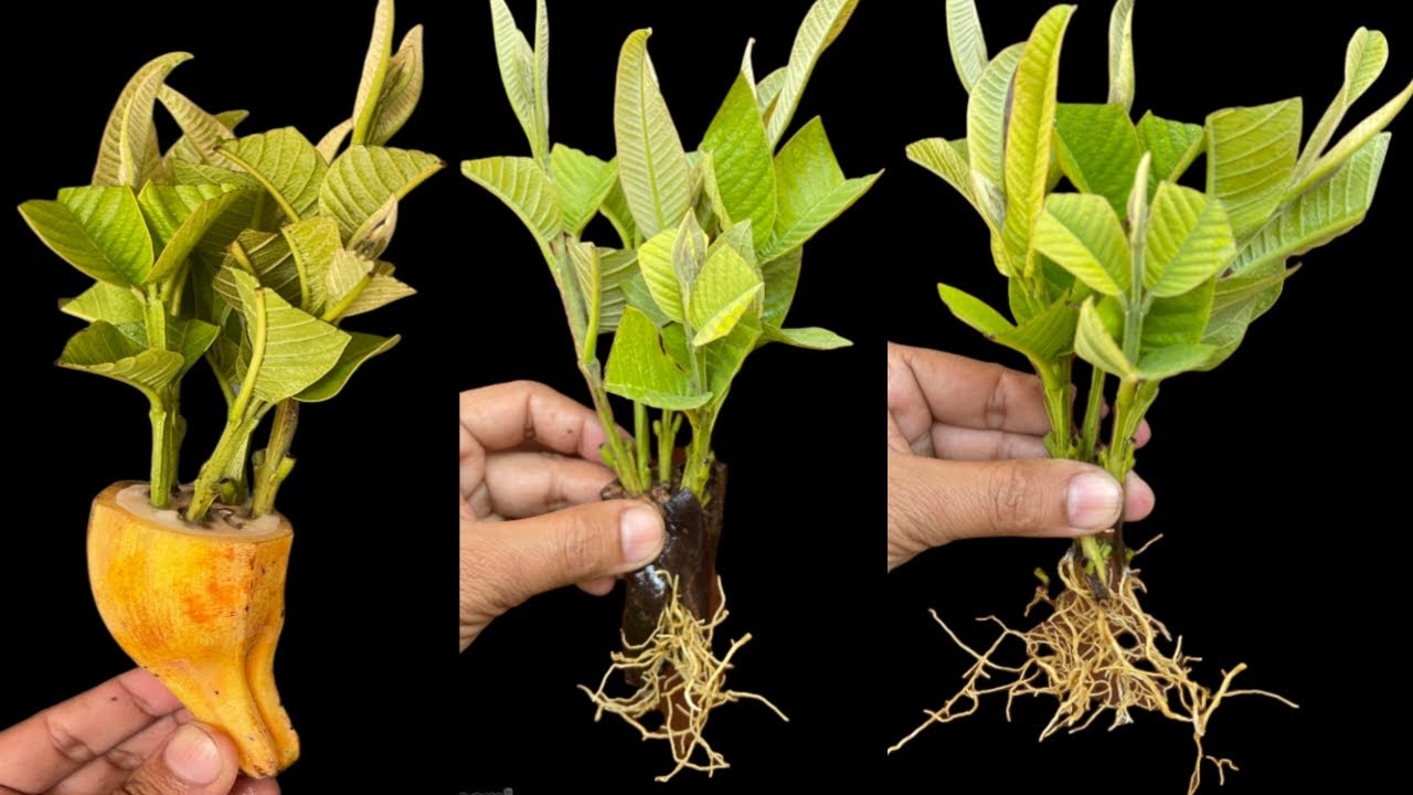 How To Grow Guava Tree Cutting In A Banana