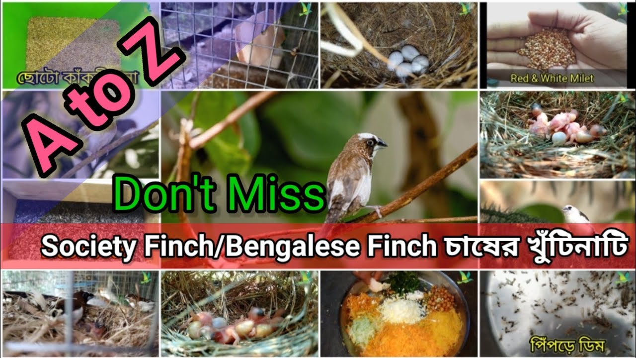 All Information About Society Finch/Bengalese Finch||KUILA For EVER