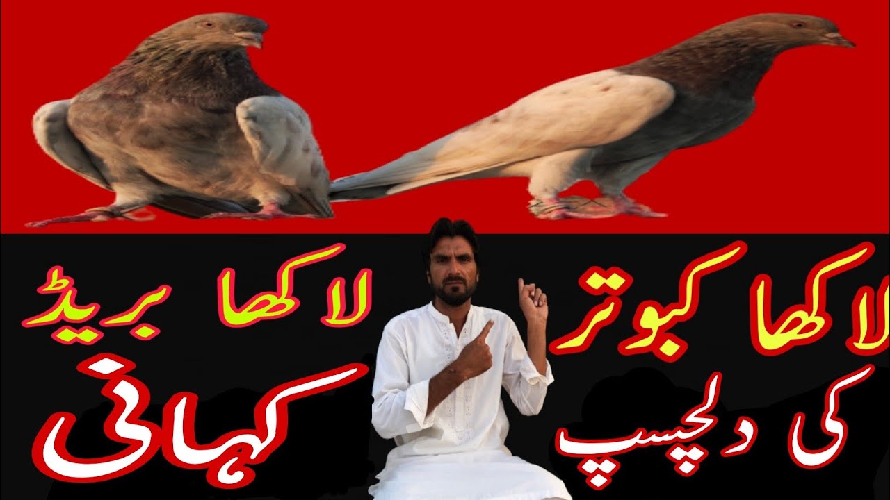 Lakha Pigeon | Pakistani Pigeon |  Lakha Breed Ustad Rai Shoukat I Lakha kabootar I Antique Pakistan
