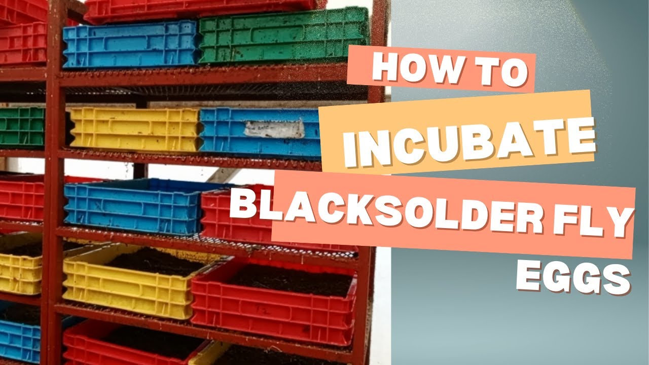 How To Incubate Blacksolder Fly Eggs#bridgingknowledgegap #farming #tips #blacksoldierfly