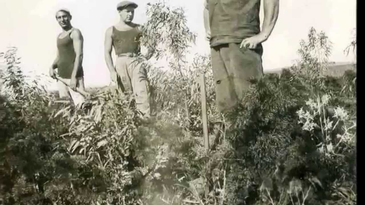 סגול 59 - נשים חומות עין Sagol 59 - Brown Eyed Women (Hebrew)