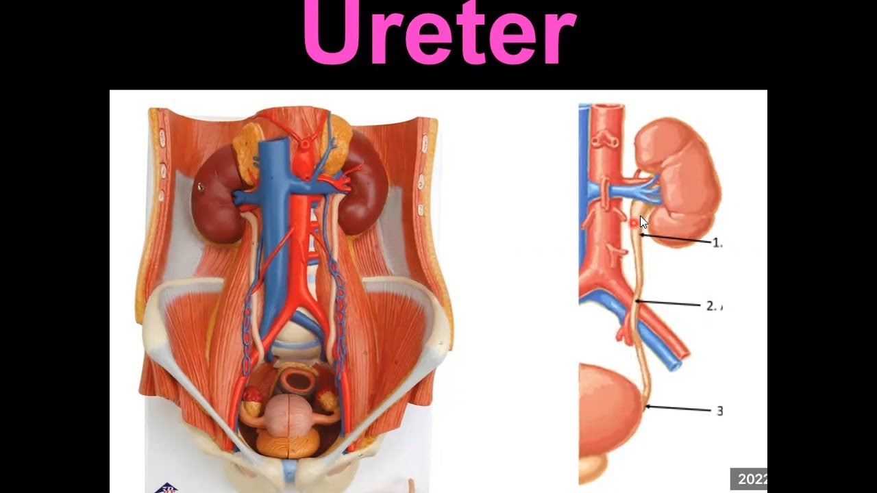 4. Ureter YAYDAR
