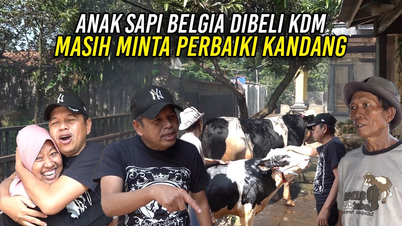SUKSES BUAT IB SAPI BELGIA | AKI ANAK SAPINYA DIBELI KDM | MASIH MINTA PERBAIKI KANDANG