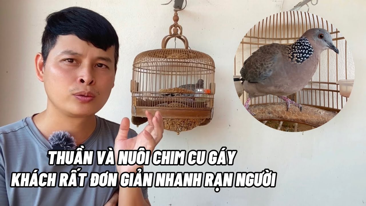 Thuần và nuôi chim Cu gáy khách rất đơn giản và nhanh rạn người