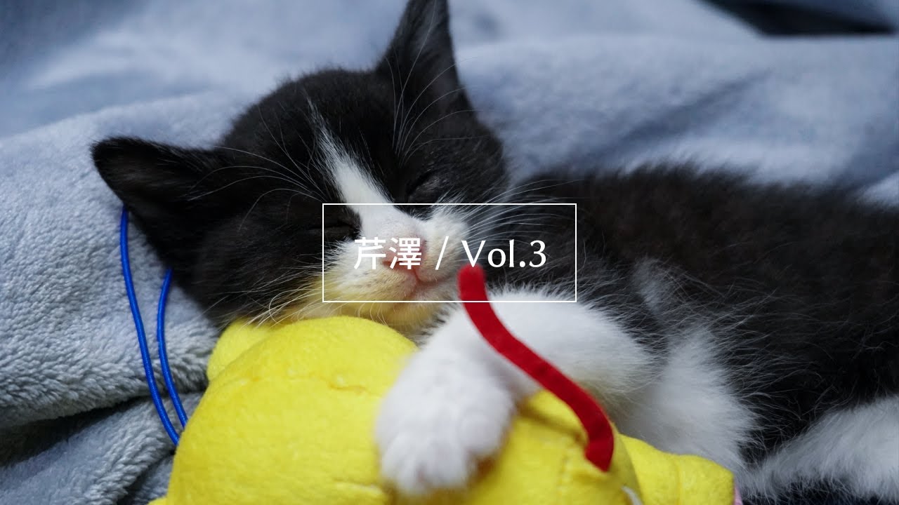 保護猫 | 主と遊んであげる日 | 赤ちゃん猫の成長記録
