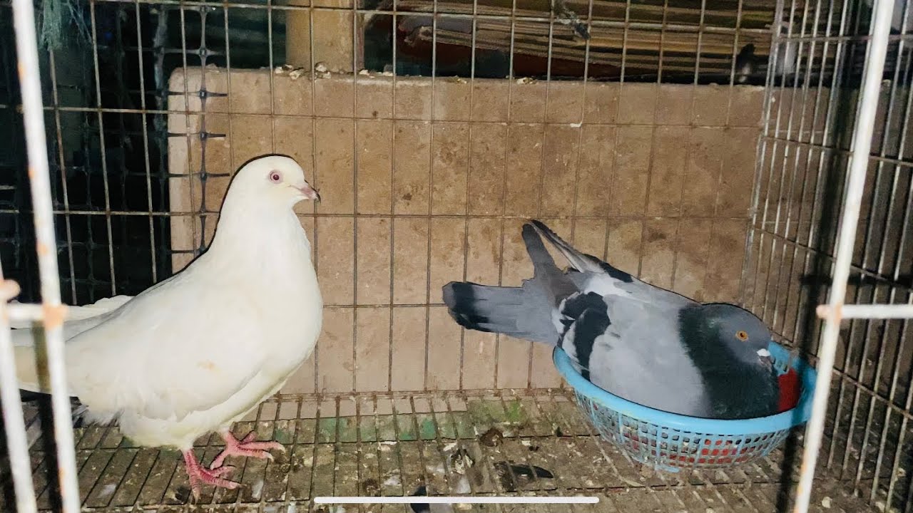 GỬI 3 CẶP BỒ CÂU GÀ MỸ VÀ TITAN THÁI CHO ANH KHÁCH LONG KHÁNH/VGC