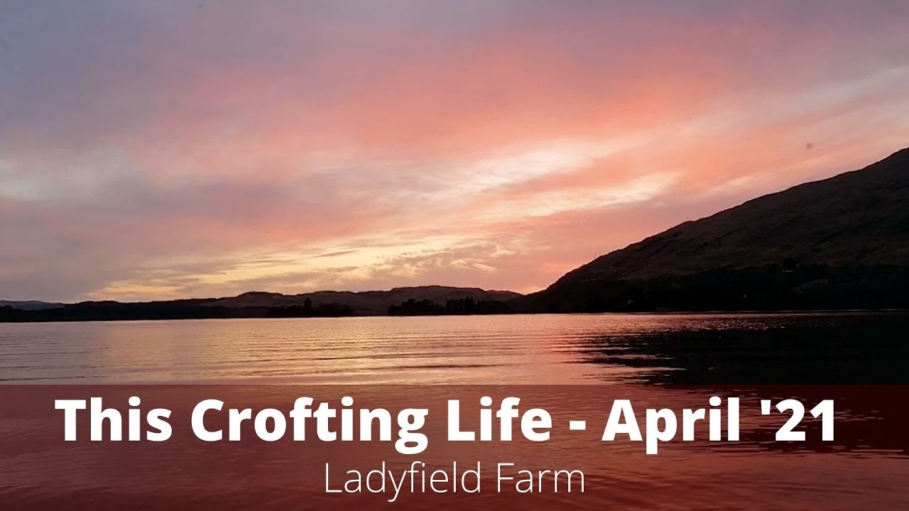 LADYFIELD FARM - This Crofting Life : April Update