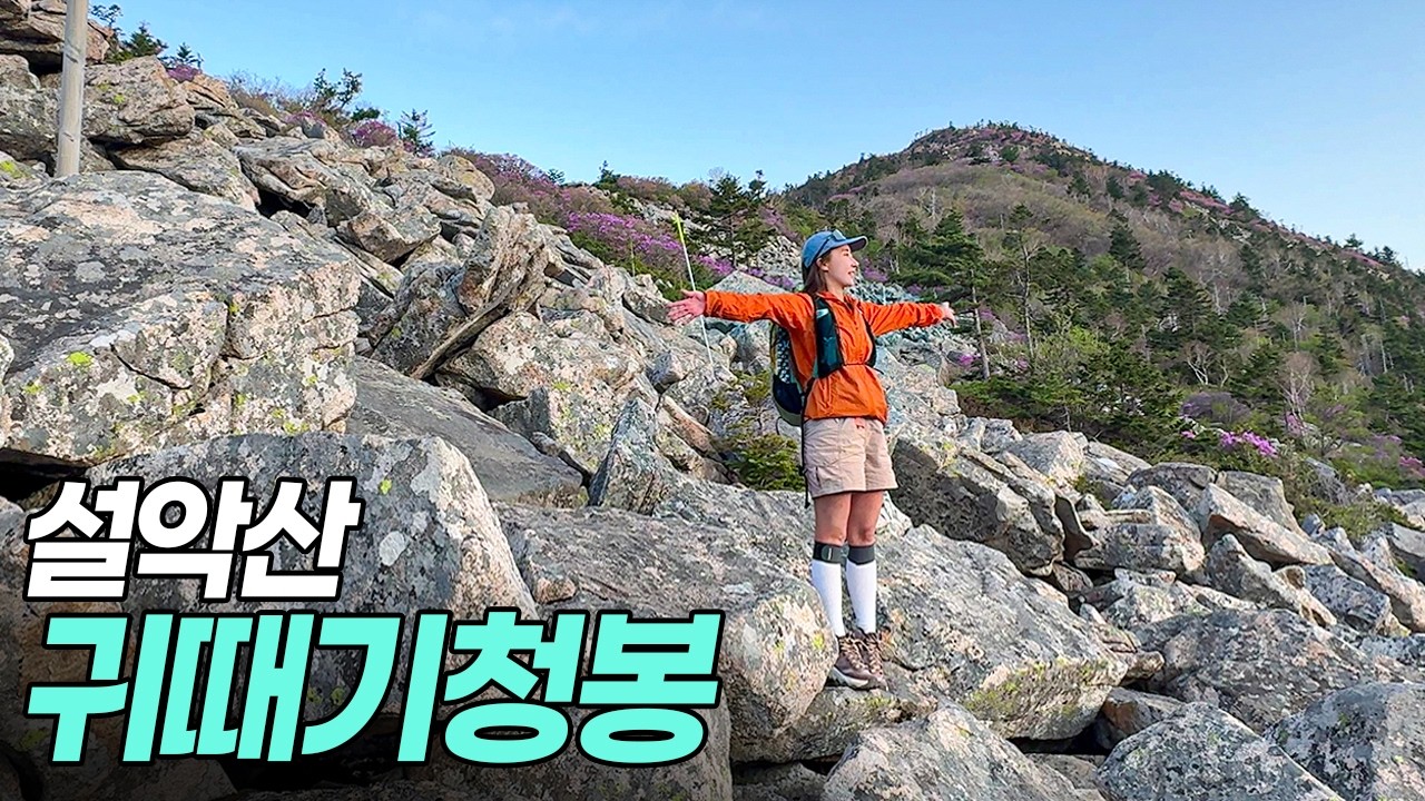 설악산에 이런 곳이! 귀때기청봉 털진달래 대승령 장수대 등산 브이로그 혼산