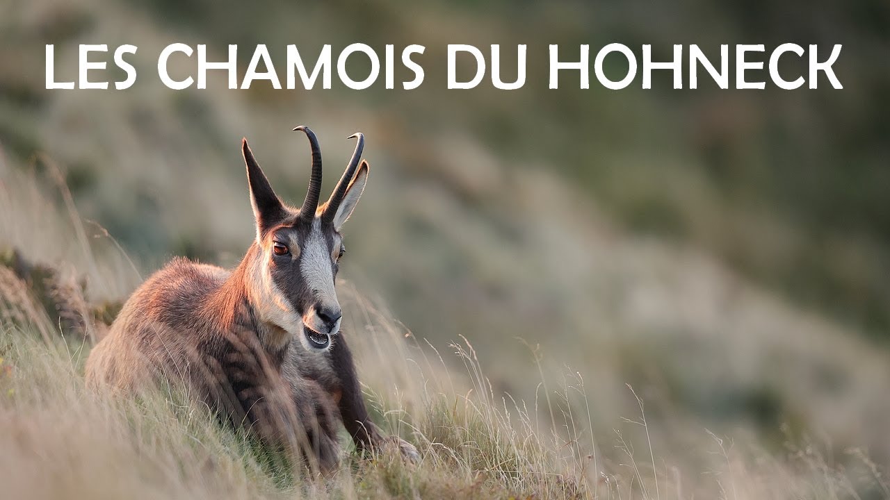 Les chamois du Hohneck