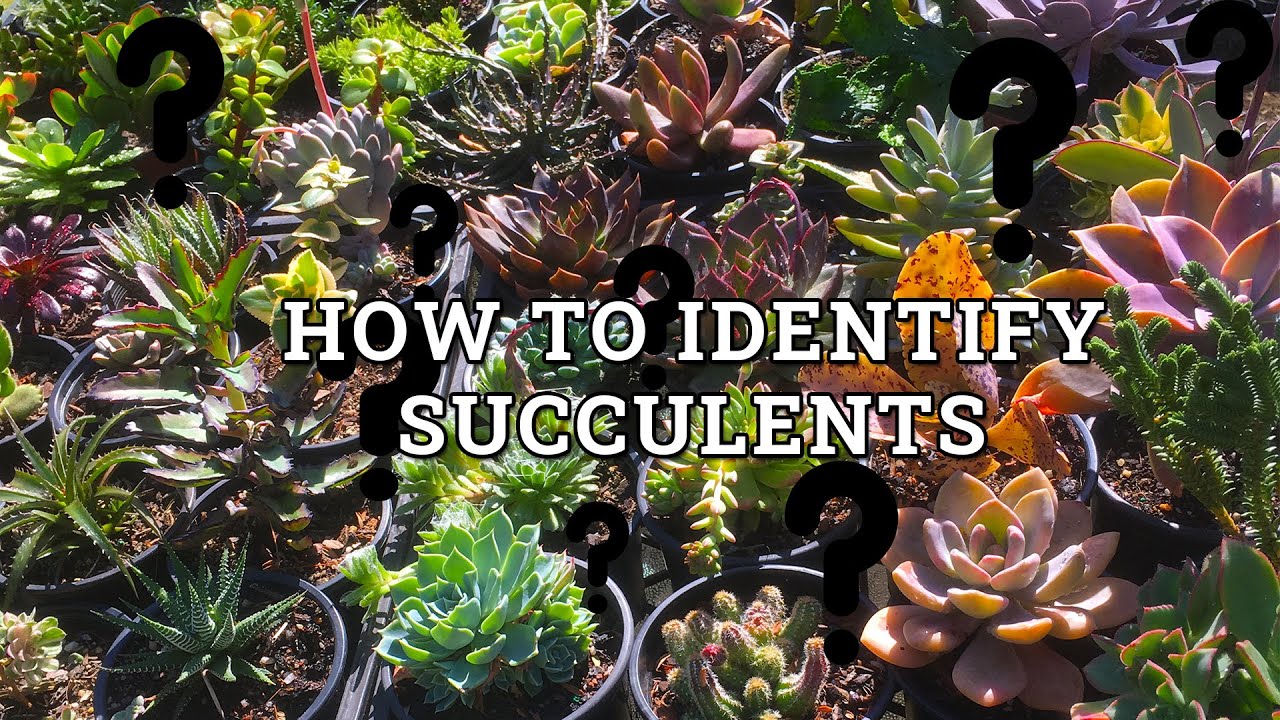 How To Identify Succulents- 5 Easy Ways