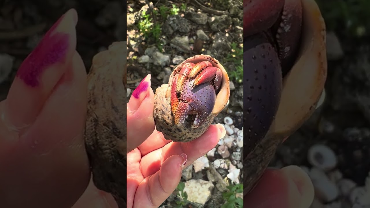 Vibrant Colors! 💜 A Beautiful Hermit Crab Up Close