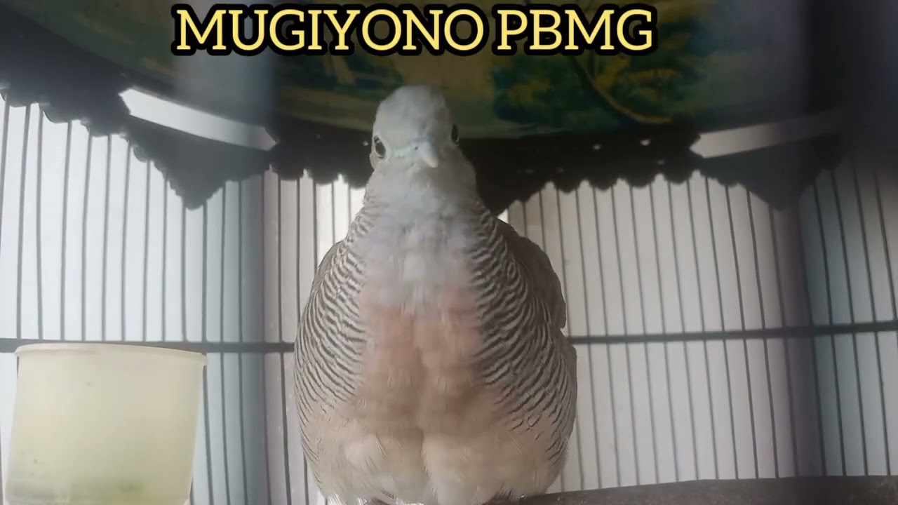 PANCINGAN SUARA BURUNG PERKUTUT BANGKOK MANGGUNG GACOR