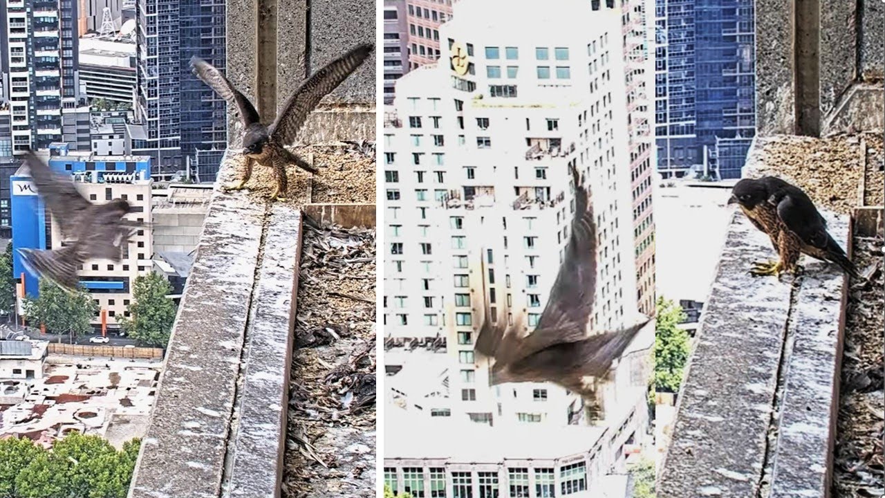 367 Collins St. Falcons🪽Sister Returns for Cuddly Reunion🥰Cheers Brother On🎉Both Fly Away🥲2025 Nov15