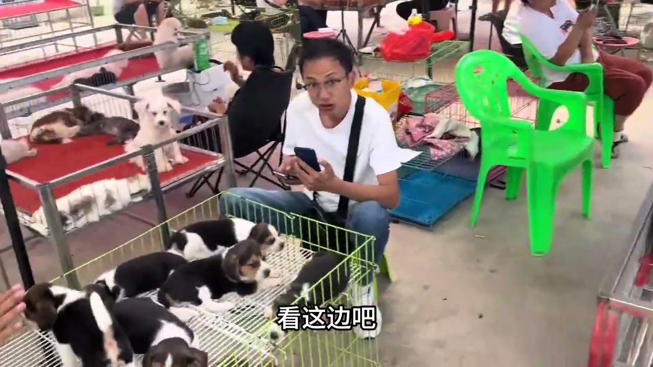 逛大型宠物市场，了解夏天什么狗狗最难卖，最难养 #广州宠物市场 #狗市挑选 #每天一笑，烦恼忘掉 #南京宠物市场