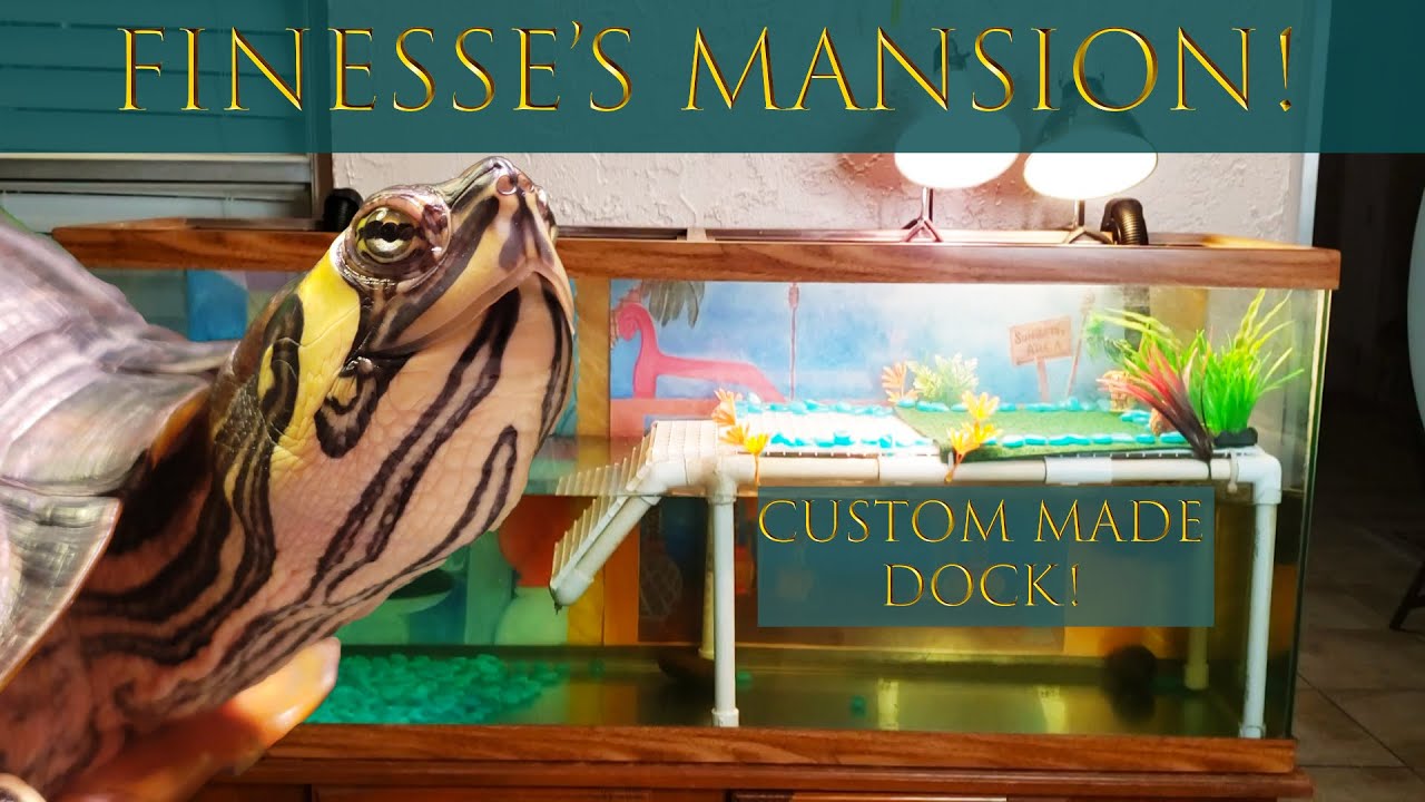 I DIY-ed my Yellow Bellied Slider Turtle a Basking Dock! | Finesse's Mansion