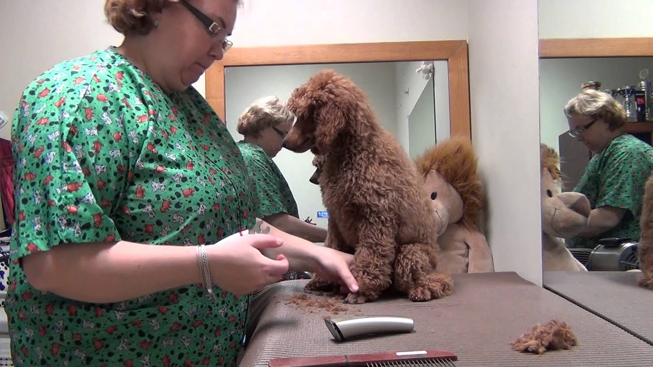 Poodle puppy grooming. Vol. 1