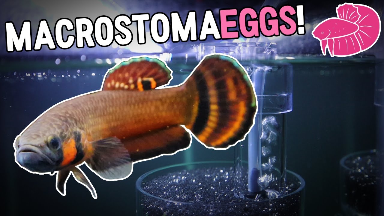 Betta Macrostoma Breeding - Incubating Eggs!