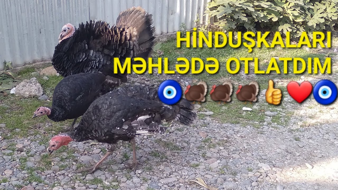 HİNDUŞKALARI MƏHLƏDƏ OTLATDIM 👍🧿🦃🦃🦃🧿❤️😊👍