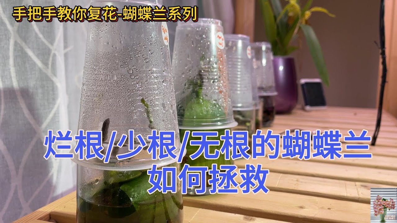 手把手教你复花-蝴蝶兰 67- 烂根/少根/无根的蝴蝶兰如何拯救