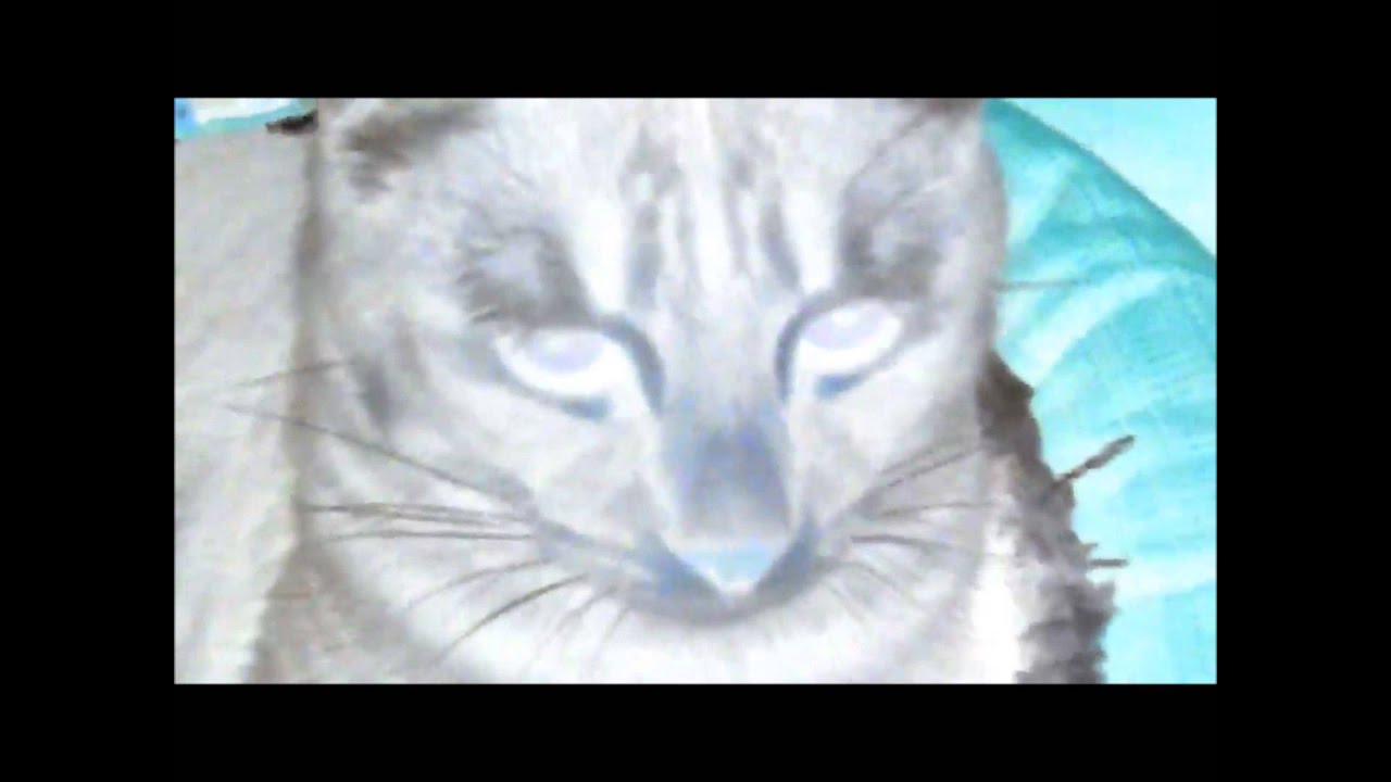 Alien Cat