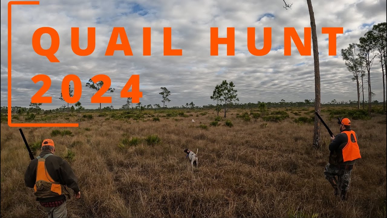 Florida Quail Hunting 2024 | Cool Days, Coveys, and Fine Shotguns
