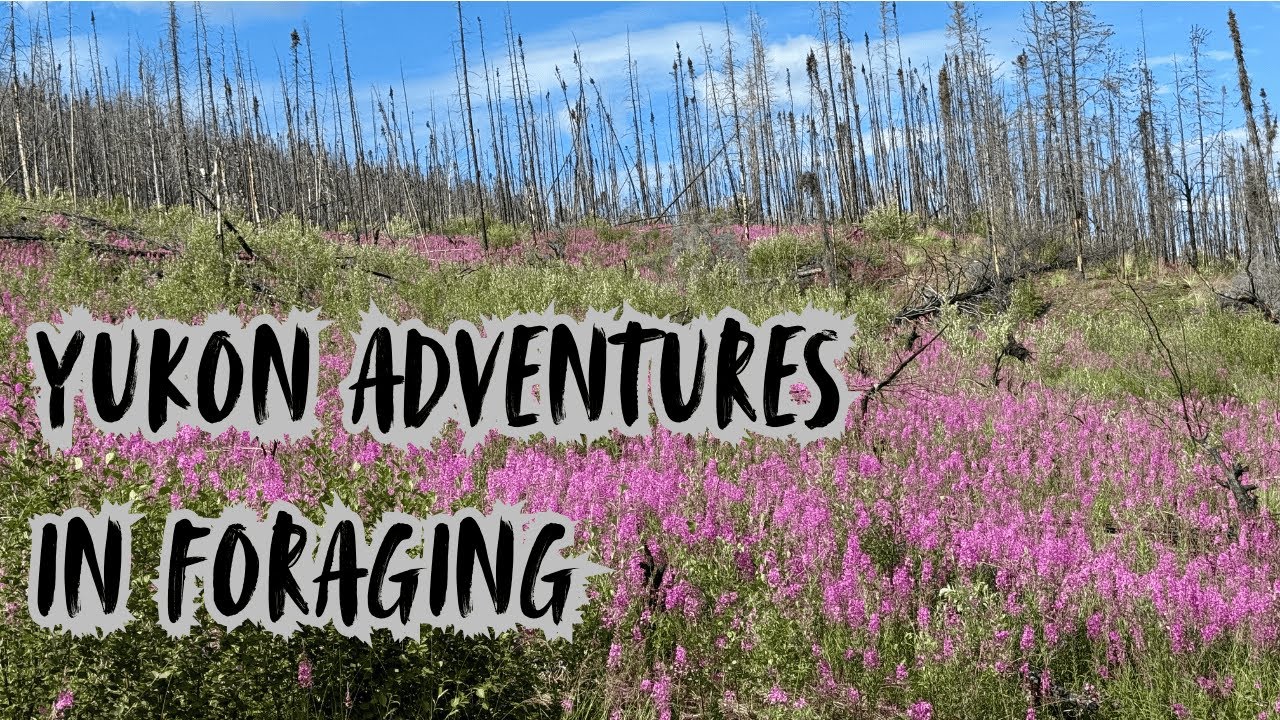 Foraging for Edible & Medicinal Plants in the Yukon!