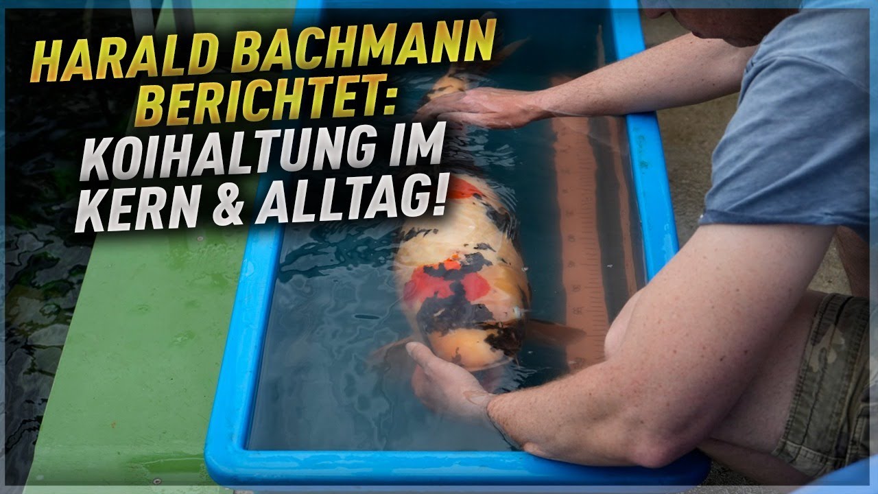 HARALD BACHMANN im Interview - Koihaltung im KERN & Dainichi Europe ALLTAG!