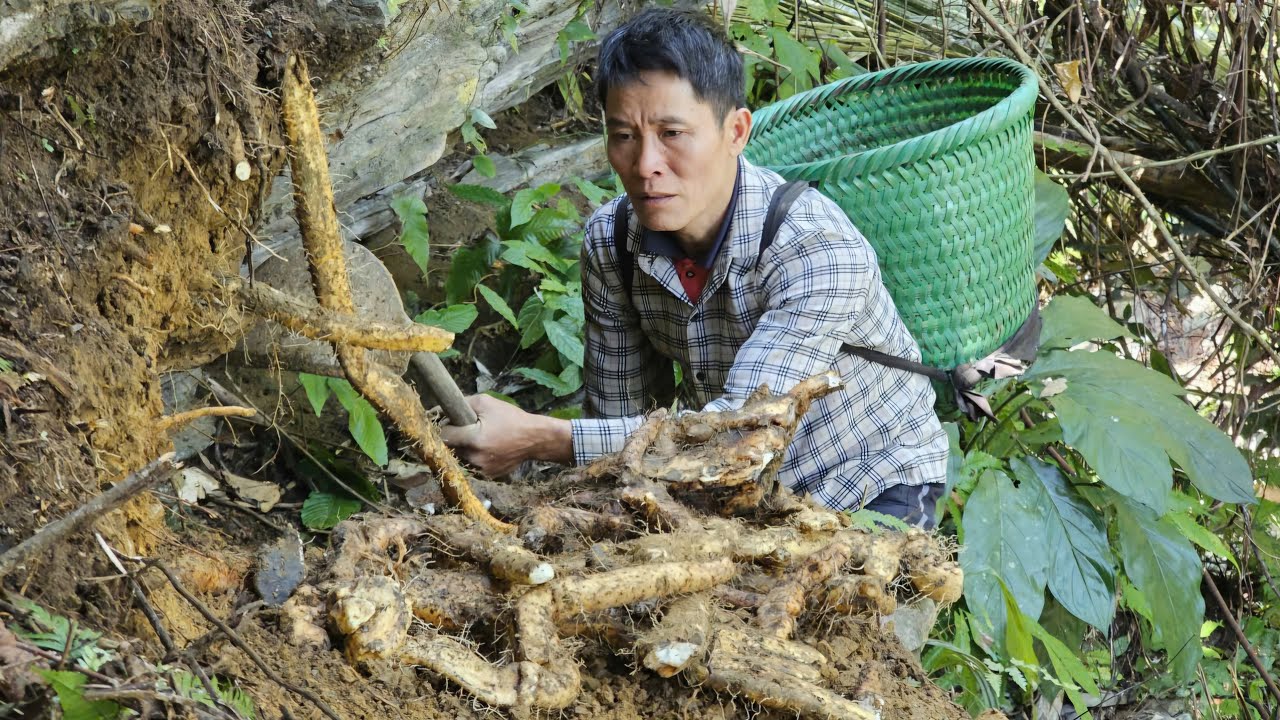 From Forest to Table: The Secret Aroma Behind Wild Mountain Potatoes