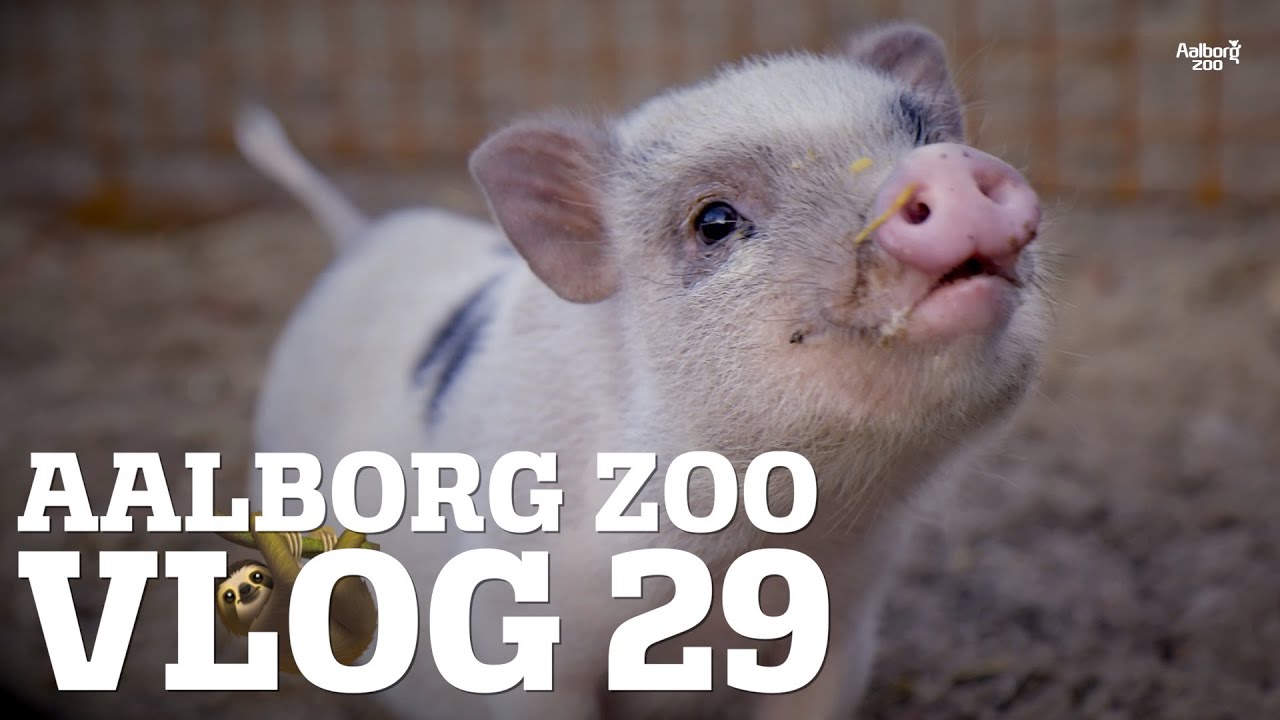 TIGERNE DRIKKER KAFFE ☕️🐯 | PROBLEMER MED FLYTNING AF ORANGUTANG | AALBORG ZOO VLOG 29
