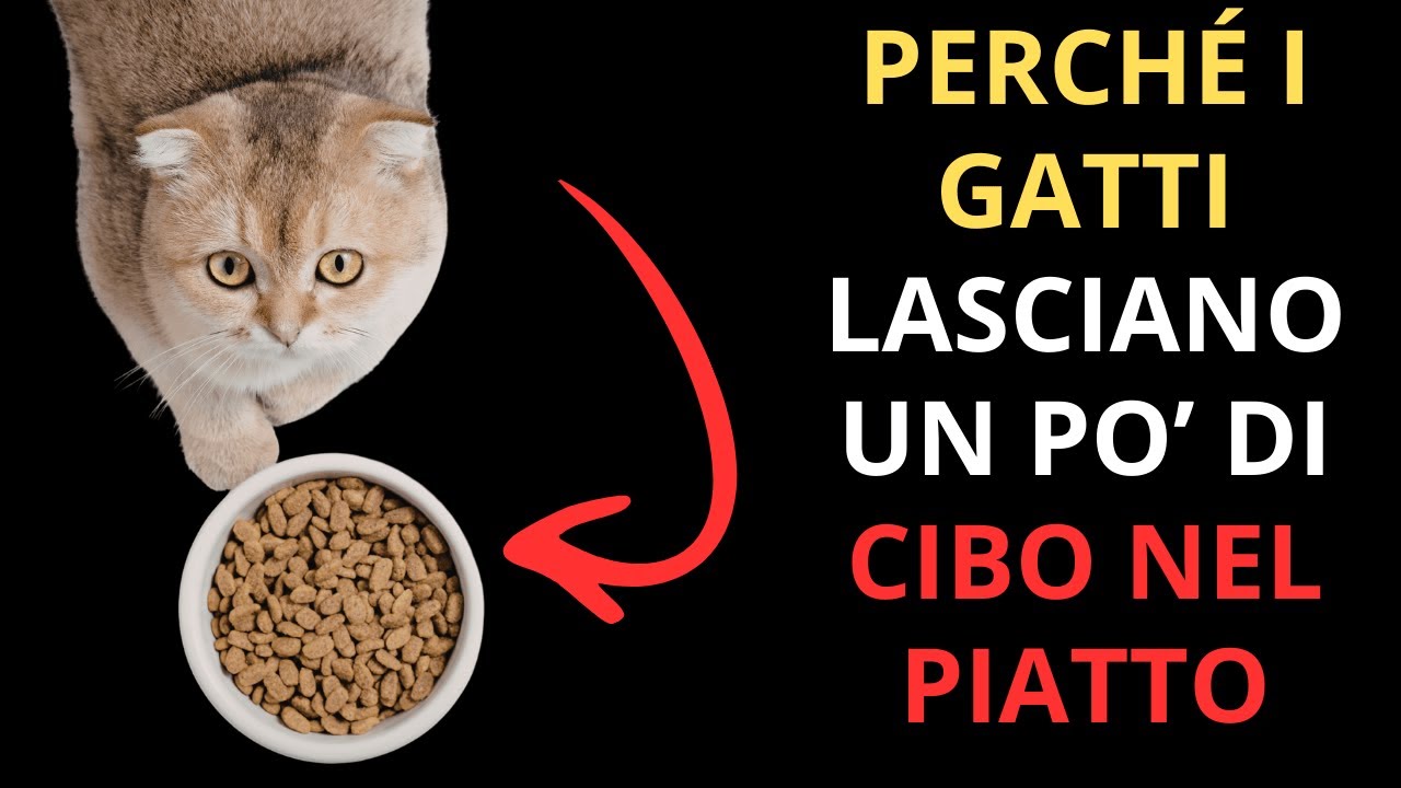 I segreti sorprendenti dei gatti che non noti vivendo con loro