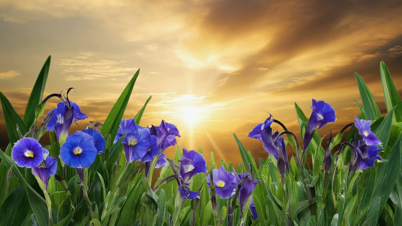 🎹 森林之声与舒缓钢琴 | 平静心灵，提升创造力