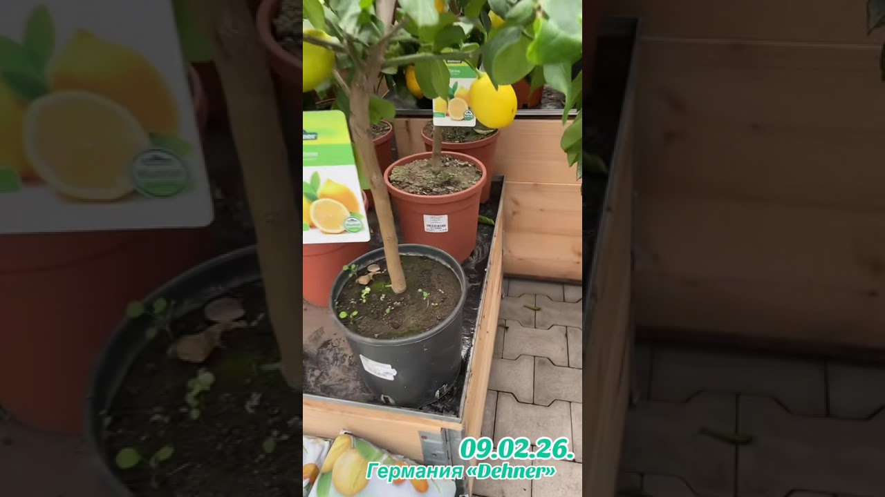 9 февраля 2026 г.